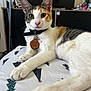 Cookie is registered to the contest to win money with this photo: cat, calico_cat, pet, collar, qr_code, bed, bedding, christmas_tree_pattern, indoor, feline, whiskers, ears, paws, relaxed, curious, animal, domestic, fur, close_up, portrait