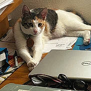 Cookie joined the competition — help win amazing prizes! cat, calico_cat, desk, papers, laptop, glasses, marker, wooden_table, indoor, pet, feline, clutter, collar, resting, curious, office, technology, writing, home, animal