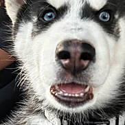 Raider is registered to the contest to win money with this photo: dog, puppy, husky, close_up, blue_eyes, fur, collar, pet, animal, cute, mouth, teeth, black_and_white, face, ears, young, domestic_animal, canine, furry, friendly