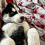 Raider joined the competition — help win amazing prizes! husky, puppy, dog, blue_eyes, fur, lying_down, blanket, bed, cozy, pink, white, cherry_pattern, animal, pet, cute, young, indoor, close_up, fluffy, relaxed