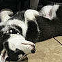 adorable, animal, black_and_white, canine, collar, cute, dog, floor, fur, husky, indoors, lying_down, mammal, pet, puppy, relaxed, resting, sleeping, tile, young