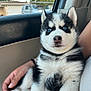 Raider is registered to the contest to win money with this photo: husky, puppy, dog, blue_eyes, fluffy, pet, car_interior, person, lap, cute, young, animal, fur, black_and_white, paw, sitting, window, daylight, hand, relaxed