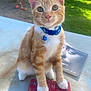 animal, bell, blue_collar, book, cat, cute, domestic_cat, grass, kitten, orange_cat, outdoor, pet, playful, reading, relaxing, sunlight, table, tree, white_paws, young_cat