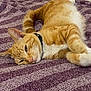 animal, blanket, cat, close_up, collar, cute, domestic_cat, ears, feline, fur, indoor, lying_down, mammal, orange_tabby, pet, purple, relaxed, resting, sleepy, whiskers
