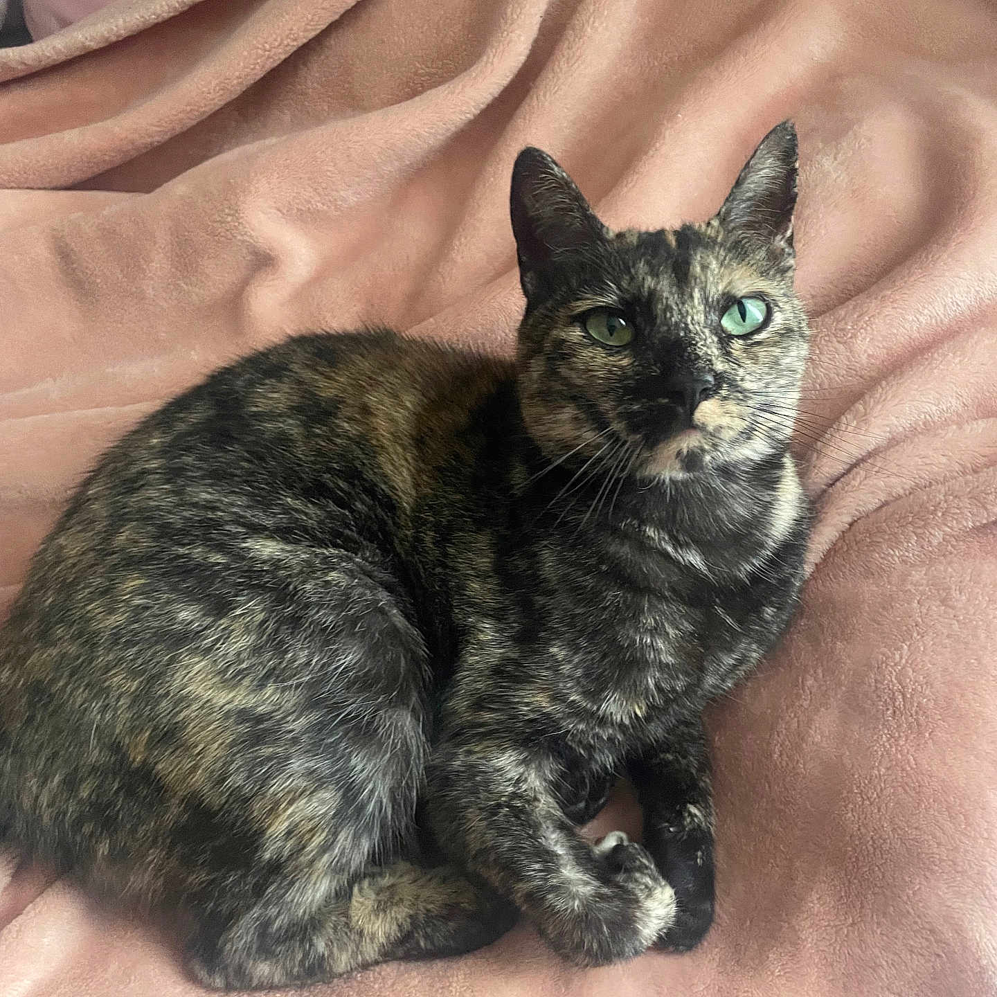 Chia is registered to the contest to win money with this photo: animal, blanket, cat, comfortable, cozy, curled_up, cute, domestic, ears, feline, fur, green_eyes, indoor, looking, nose, pet, resting, soft_texture, tortoiseshell_cat, whiskers