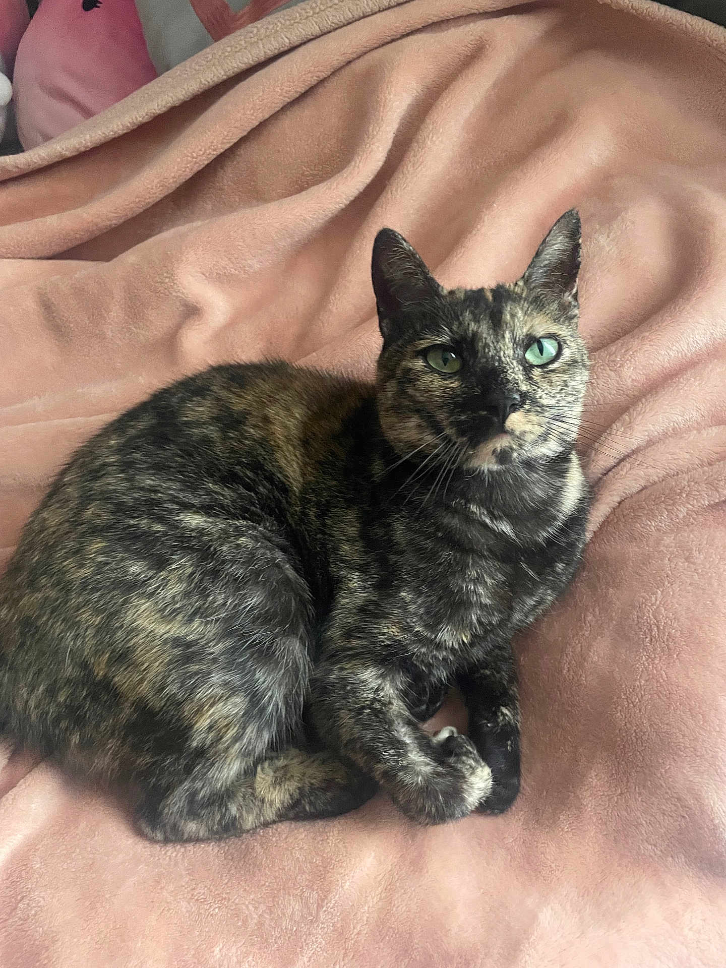 Chia is registered to the contest to win money with this photo: cat, tortoiseshell_cat, pet, animal, feline, green_eyes, fur, whiskers, ears, nose, blanket, soft_texture, indoor, resting, cute, curled_up, looking, cozy, comfortable, domestic