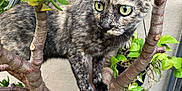 Chia joined the competition — help win amazing prizes! cat, tortoiseshell_cat, plant, jade_plant, tree_branch, green_leaves, outdoor, pet, animal, feline, whiskers, alert, curious, nature, closeup, fur, climbing, garden, branch, eyes