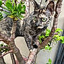 cat, tortoiseshell_cat, plant, jade_plant, tree_branch, green_leaves, outdoor, pet, animal, feline, whiskers, alert, curious, nature, closeup, fur, climbing, garden, branch, eyes