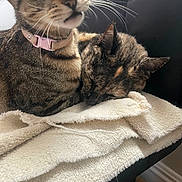 Chia joined the competition — help win amazing prizes! cat, cats, feline, pet, collar, curious, sleeping, resting, towel, chair, indoor, closeup, whiskers, ears, fur, domestic_animal, companion, cute, relaxed, cozy