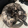 Chia is registered to the contest to win money with this photo: cat, feline, sleeping, tortie, fur, curled_up, blanket, cozy, pet, animal, indoor, relaxing, resting, tail, paw, whiskers, soft, cute, domestic_cat, nap
