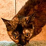 animal, blur, cat, close_up, curious, domestic, ears, eyes, feline, floor, fur, indoor, looking_up, mammal, mat, pet, texture, tile, tortoiseshell, whiskers