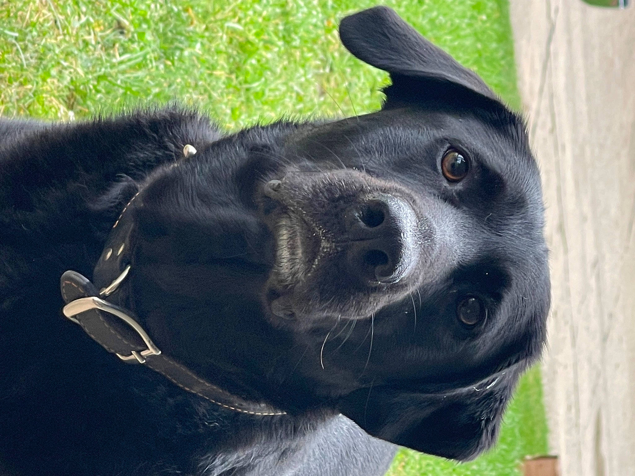 Brice is registered to the contest to win money with this photo: canidae, carnivore, collar, companion_dog, dog, dog_breed, dog_collar, ear, fawn, fur, grass, liver, mammal, pet_supply, snout, sporting_group, terrestrial_animal, vertebrate, whiskers, working_animal