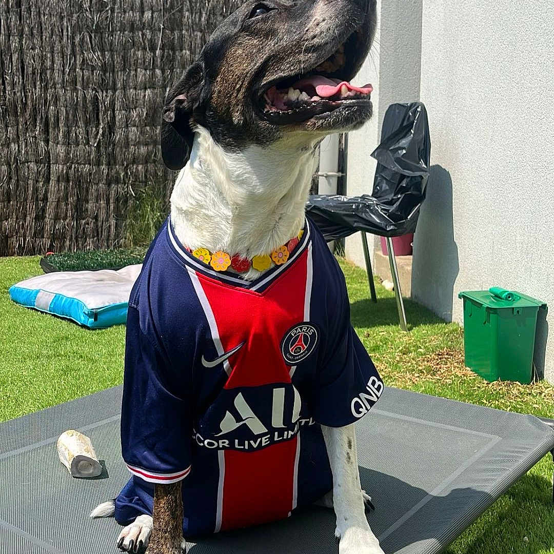 Chanel participe au concours pour gagner de l'argent avec cette photo : dog, pet, outdoor, grass, sunlight, sports_jersey, psg, happy, canine, smiling, raised_bed, collar, toy, fence, chair, wall, green_bin, playful, summer, yard