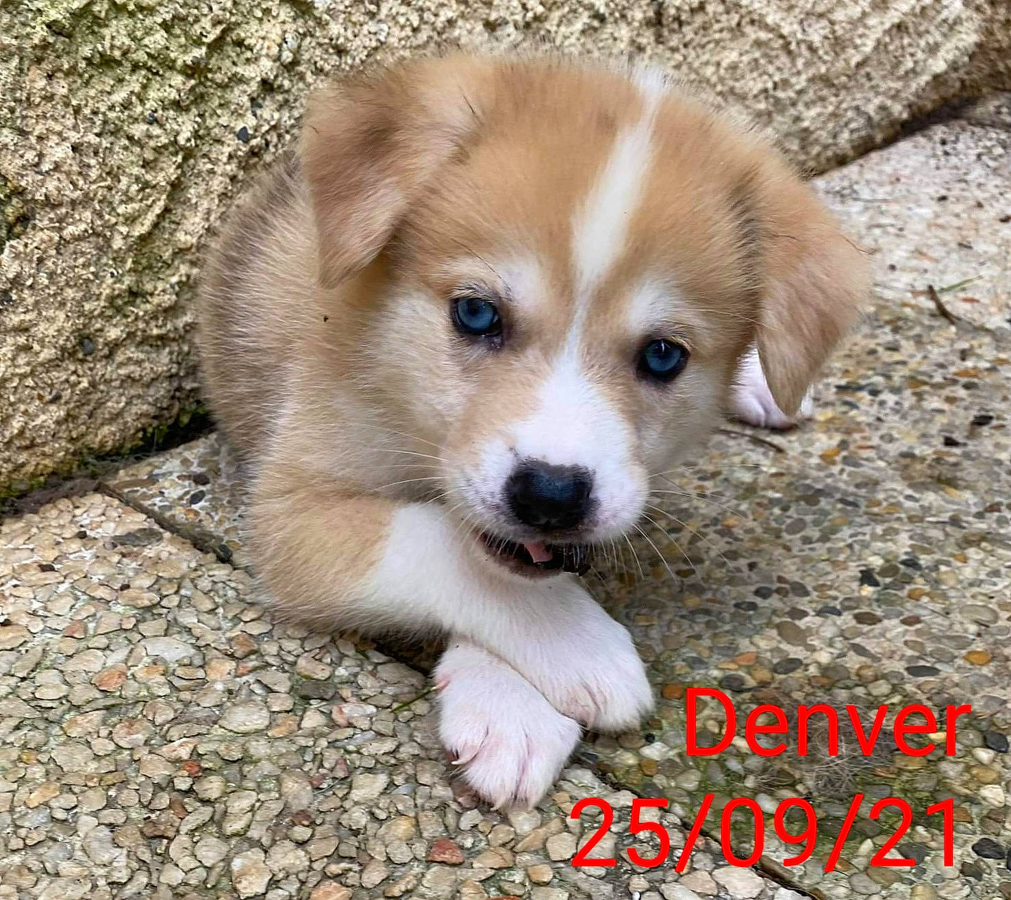 Denver participe au concours pour gagner de l'argent avec cette photo : ancient_dog_breeds, canidae, carnivore, companion_dog, dog, dog_breed, fur, irishjacks, photo_caption, plant, puppy, sporting_group, terrestrial_animal, whiskers