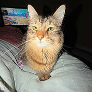 Whiskey is registered to the contest to win money with this photo: animal, blanket, cat, close_up, couch, cute, dark_room, domestic_cat, feline, flash, fur, game, green_eyes, indoor, pet, portrait, relaxing, tabby, television, whiskers