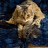 Whiskey is registered to the contest to win money with this photo: animal, blanket, blue, cat, closeup, cozy, cute, ears, feline, fluffy, fur, indoor, looking, paws, pet, plush, resting, tabby, tail, whiskers
