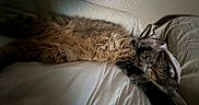 Whiskey is registered to the contest to win money with this photo: animal, bed, cat, comfort, cozy, cute, domestic, feline, fluffy, fur, indoor, mammal, nap, pet, pillow, relaxed, resting, sleeping, soft, whiskers