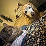 Whiskey joined the competition — help win amazing prizes! animal, blanket, boots, carpet, cat, companion, cozy, curious, dog, drawer, dressed_person, furniture, golden_retriever, home, indoor, patterned_clothing, person, pet, relaxed, tabby_cat