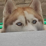 Shana a rejoint le concours — aidez-le/la à gagner de superbes lots ! dog, husky, blue_eyes, peeking, curious, ears, fur, outdoor, wall, stone_wall, close_up, portrait, animal, pet, canine, watchful, expression, face, head, background