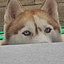 dog, husky, blue_eyes, peeking, curious, ears, fur, outdoor, wall, stone_wall, close_up, portrait, animal, pet, canine, watchful, expression, face, head, background