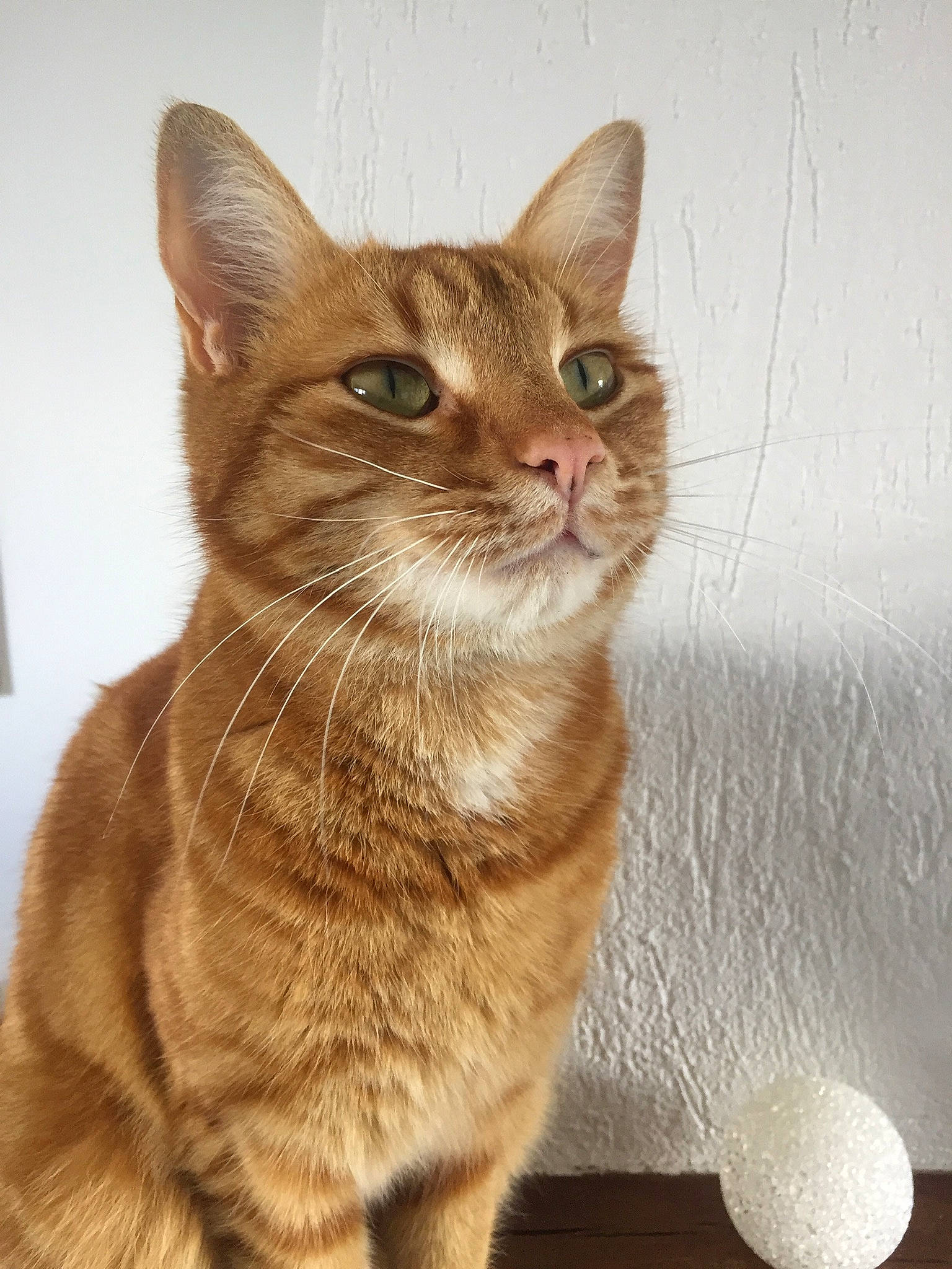 Hélios a rejoint le concours — aidez-le/la à gagner de superbes lots ! art, carnivore, cat, domestic_short_haired_cat, fawn, felidae, fur, paw, small_to_medium_sized_cats, snout, tail, terrestrial_animal, whiskers, window, wood