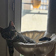Ratchet participe au concours pour gagner de l'argent avec cette photo : cat, tabby, pet, indoor, window, hammock, perch, relaxing, animal, feline, fur, whiskers, daylight, soft_light, curious, resting, domestic, cozy, home, sill