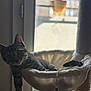 cat, tabby, pet, indoor, window, hammock, perch, relaxing, animal, feline, fur, whiskers, daylight, soft_light, curious, resting, domestic, cozy, home, sill