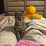 Ratchet participe au concours pour gagner de l'argent avec cette photo : kitten, cat, bed, blanket, plush_toy, yellow_octopus, wardrobe, clothes, folded_clothes, book, hand, reading, indoor, tabby_cat, curious, cozy, soft_lighting, furniture, human_presence, relaxation