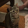 Ratchet participe au concours pour gagner de l'argent avec cette photo : cat, tabby, pet, animal, indoor, carpet, striped_fur, curious, sitting, feline, whiskers, ears, eyes, domestic, blurred_background, soft_lighting, home, floor, legs, cozy