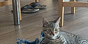Ratchet participe au concours pour gagner de l'argent avec cette photo : kitten, cat, shoes, floor, wooden_floor, flip_flops, chair_legs, indoor, tabby, pet, animal, relaxed, casual, blue_shoes, footwear, furniture, wood, domestic_cat, young_cat, curious