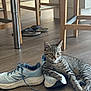 kitten, cat, shoes, floor, wooden_floor, flip_flops, chair_legs, indoor, tabby, pet, animal, relaxed, casual, blue_shoes, footwear, furniture, wood, domestic_cat, young_cat, curious