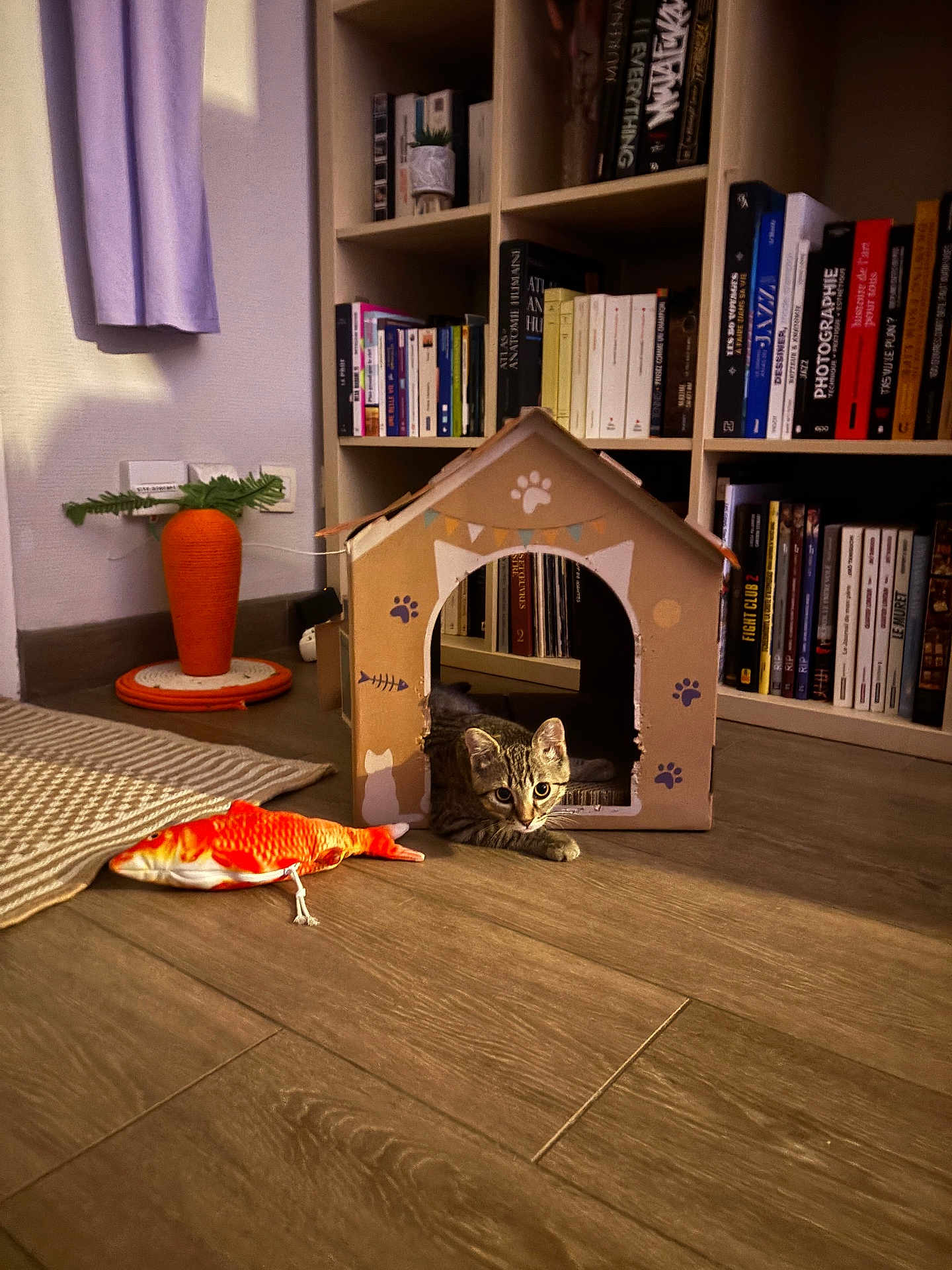 Ratchet participe au concours pour gagner de l'argent avec cette photo : cat, kitten, cardboard_house, toy_fish, wooden_floor, bookshelf, books, scratching_post, carrot_shape, indoor, pet, curious, tabby, paw_prints, fish_bone, decor, flooring, home, furniture, cozy