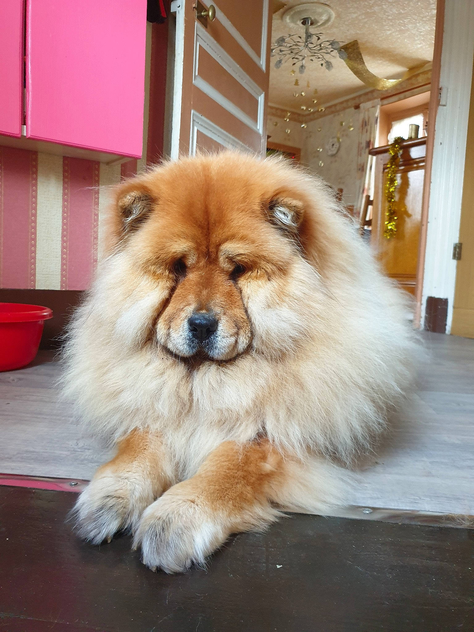 Havane a rejoint le concours — aidez-le/la à gagner de superbes lots ! ancient_dog_breeds, canidae, carnivore, chow_chow, companion_dog, dog, dog_breed, eurasier, fur, german_spitz, german_spitz_klein, german_spitz_mittel, mammal, non_sporting_group, pomeranian, rare_breed_dog, snout, spitz, sporting_group, vertebrate