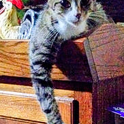 Little Bit joined the competition — help win amazing prizes! cat, tabby, paw, wooden_cabinet, flowers, artificial_flowers, ceramic_rooster, indoor, decor, furniture, pet, animal, curious, stretching, closeup, household, cozy, ornaments, domestic, resting