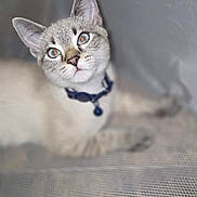 Stormcloud is registered to the contest to win money with this photo: animal, blue_eyes, cat, closeup, collar, curious, cute, domestic, ears, face, feline, fur, indoor, looking_up, muzzle, pet, portrait, soft_focus, whiskers, young