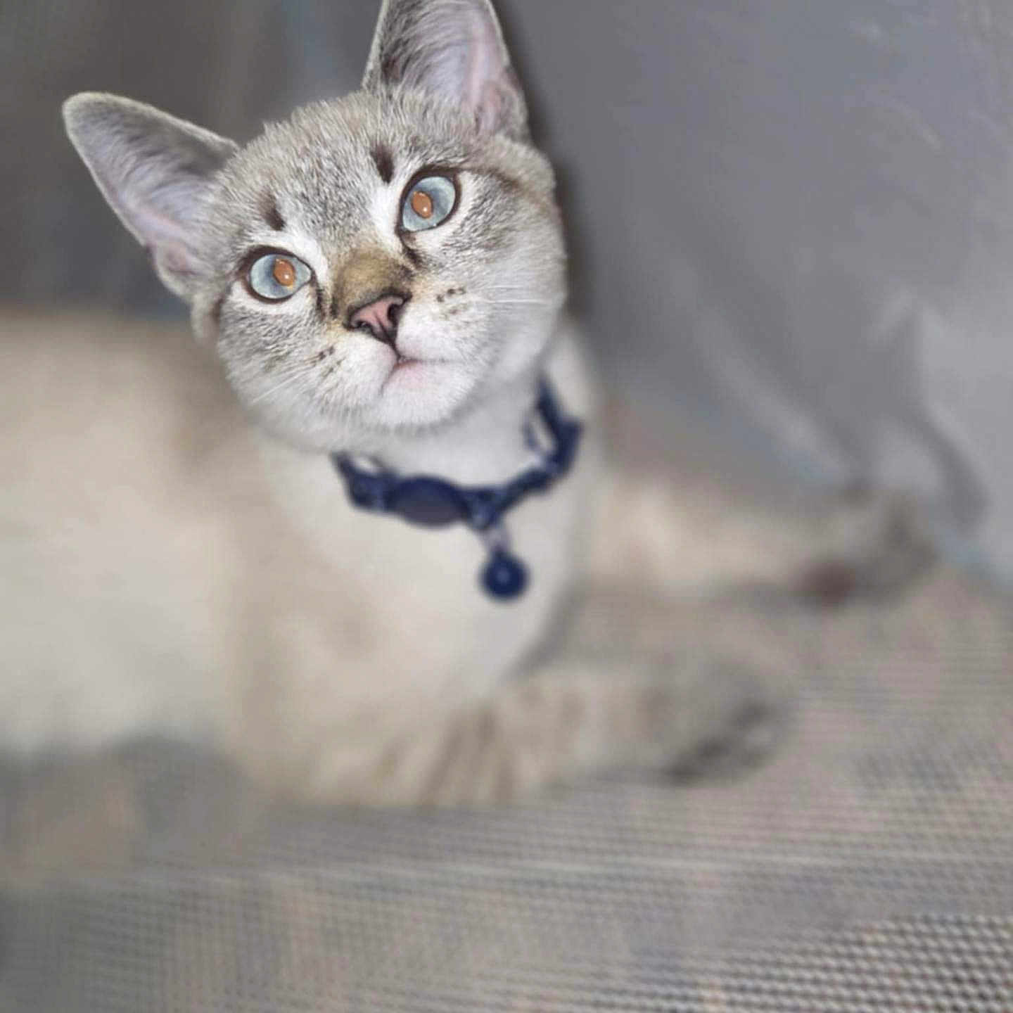 Stormcloud is registered to the contest to win money with this photo: animal, blue_eyes, cat, closeup, collar, curious, cute, domestic, ears, face, feline, fur, indoor, looking_up, muzzle, pet, portrait, soft_focus, whiskers, young