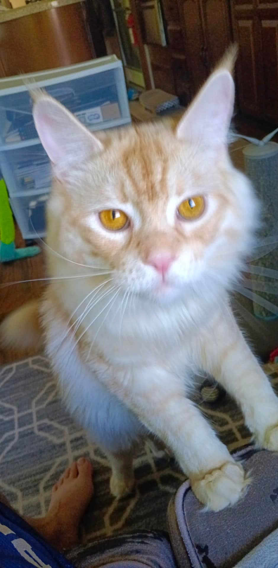 Mufasa