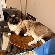 Bella is registered to the contest to win money with this photo: cat, fluffy, blue_eyes, wooden_table, cat_tree, poster, indoor, furniture, relaxed, pet, animal, fur, brown, white, black, cozy, home, resting, looking, curious