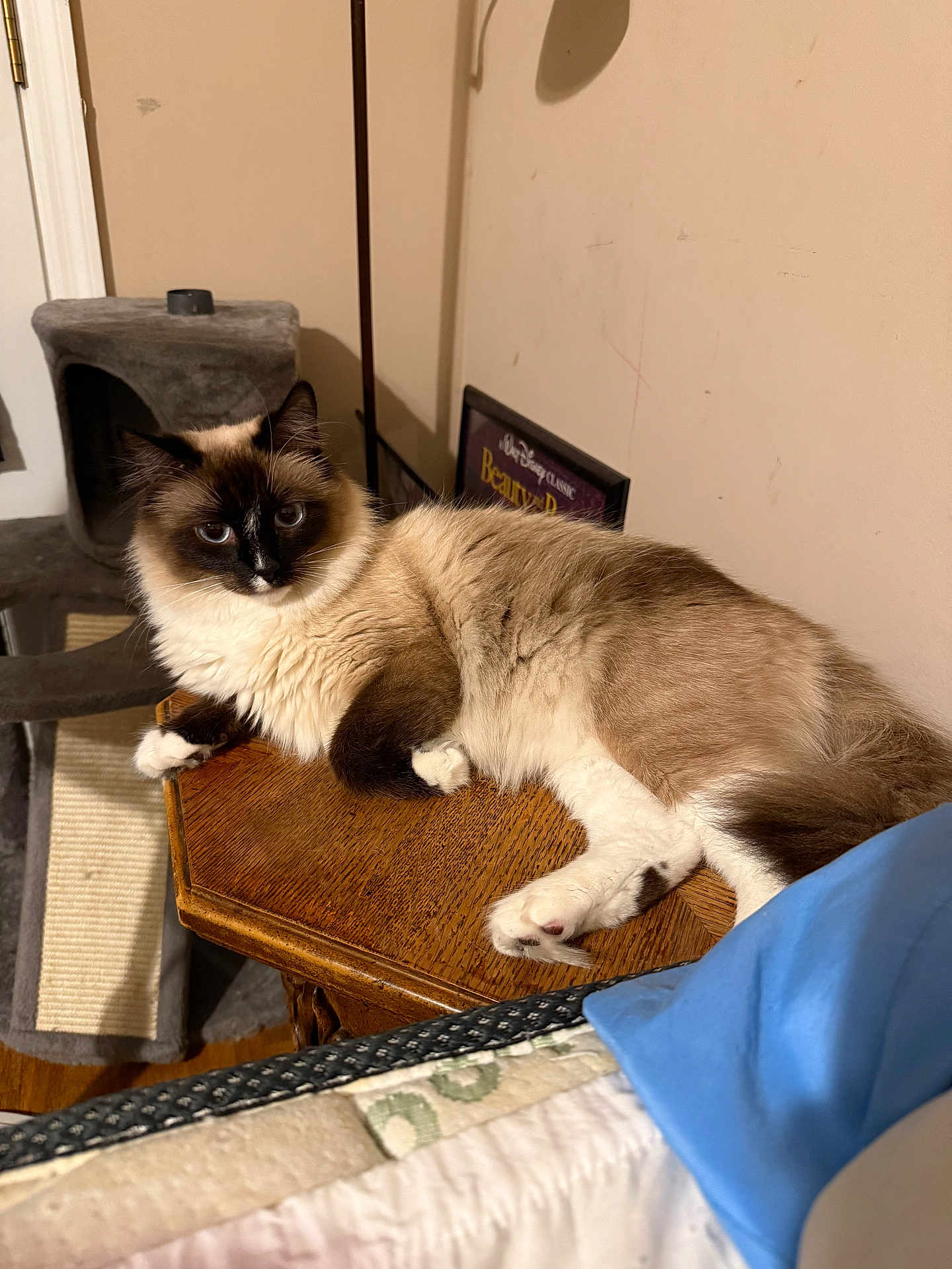Bella