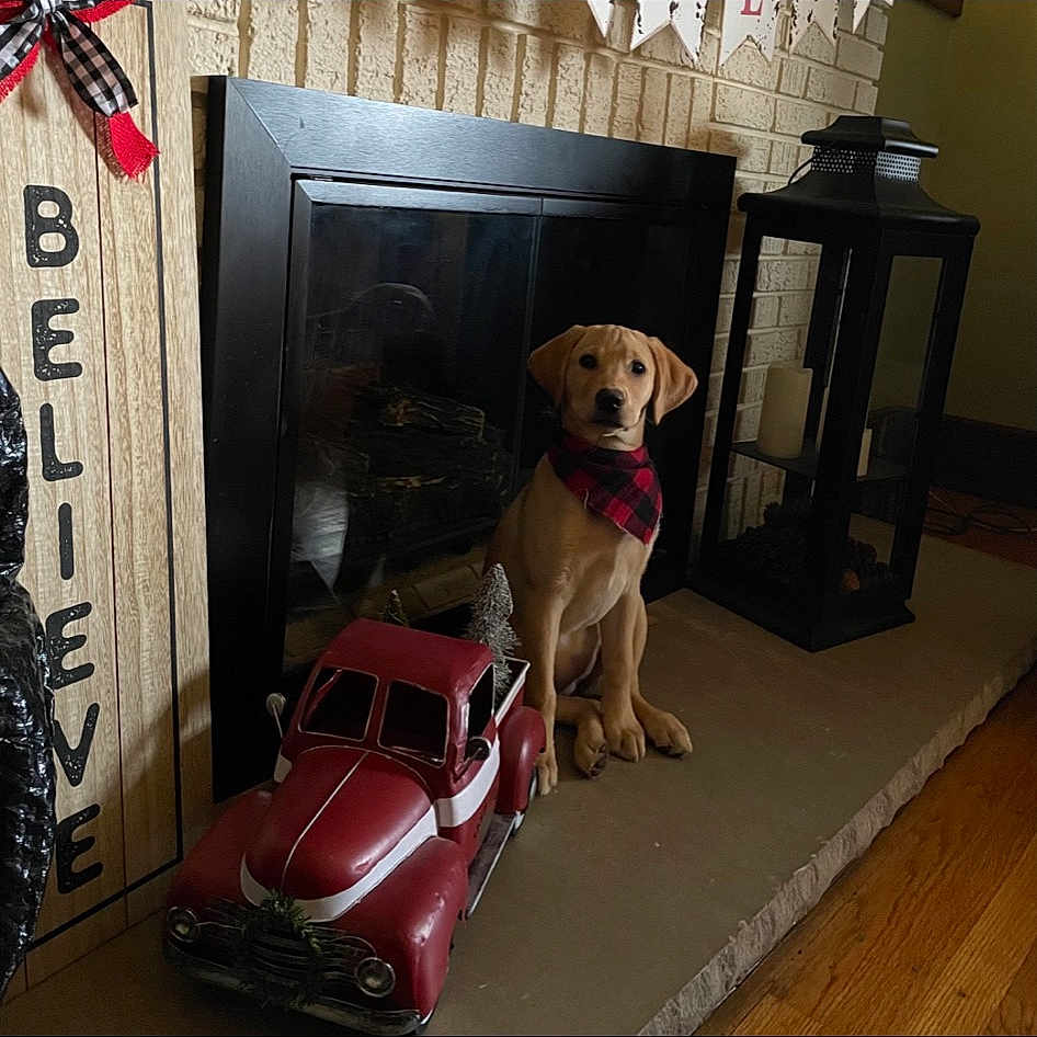 Avery joined the competition — help win amazing prizes! automotive_design, automotive_exterior, automotive_lighting, car, carnivore, chair, companion_dog, couch, dog, dog_breed, door, flooring, interior_design, motor_vehicle, personal_luxury_car, table, trunk, vehicle, vehicle_door, window