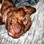 Gucci is registered to the contest to win money with this photo: puppy, dog, sleeping, brown_fur, collar, bed, blanket, cozy, pet, closeup, cute, domestic_animal, resting, fur, animal, indoors, texture, soft, relaxation, companion