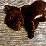 Gucci joined the competition — help win amazing prizes! puppy, dog, sleeping, brown_fur, pet, cute, young_dog, fur, animal, resting, blanket, cozy, indoors, small_dog, paw, closed_eyes, relaxed, domestic_animal, canine, soft_texture