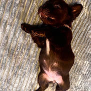 Gucci is registered to the contest to win money with this photo: puppy, dog, sleeping, brown, fur, blanket, texture, striped, cute, pet, animal, young, relaxed, indoor, lying_down, adorable, small, collar, resting, cozy