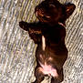 puppy, dog, sleeping, brown, fur, blanket, texture, striped, cute, pet, animal, young, relaxed, indoor, lying_down, adorable, small, collar, resting, cozy