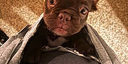 Gucci is registered to the contest to win money with this photo: puppy, dog, brown, pet, close_up, indoor, carpet, curious, ears, face, paws, person, clothing, jacket, shirt, looking_up, young, cute, animal, companion