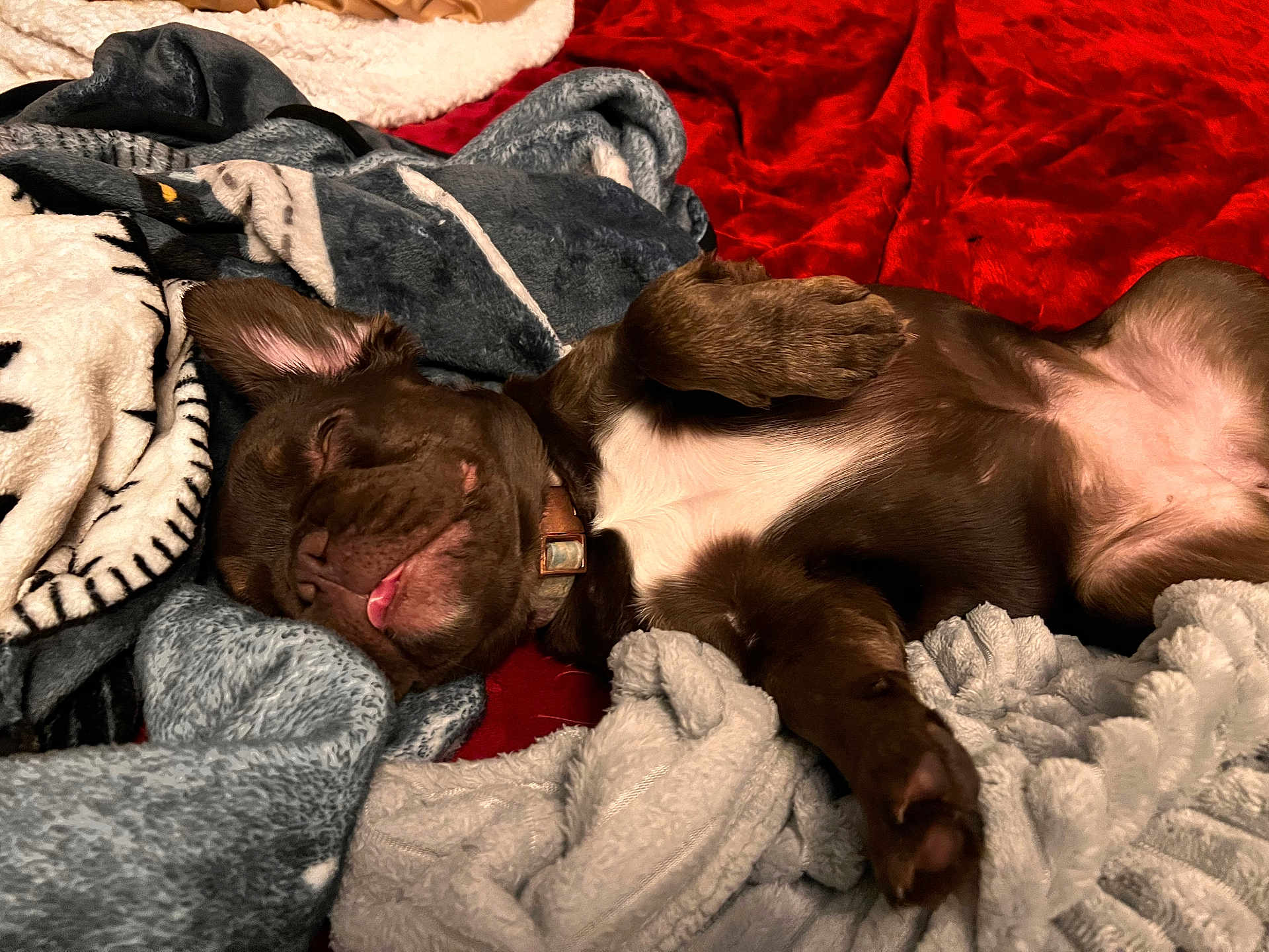 Gucci joined the competition — help win amazing prizes! puppy, dog, sleeping, blanket, cozy, brown, tongue_out, relaxed, pet, fur, cute, indoor, soft, resting, collar, paw, comfort, snuggled, home, animal