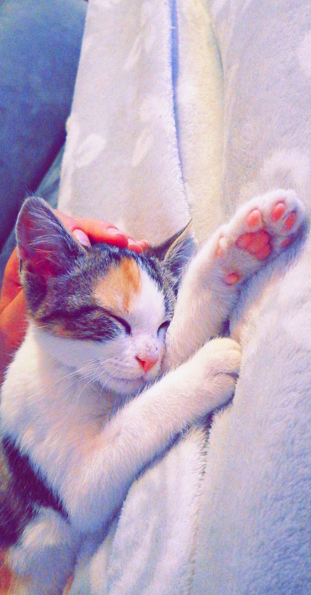 Nalah a rejoint le concours — aidez-le/la à gagner de superbes lots ! art, carnivore, cat, comfort, eye, fawn, felidae, foot, fur, gesture, human_body, human_leg, paw, plant, sky, small_to_medium_sized_cats, snout, tail, tree, whiskers