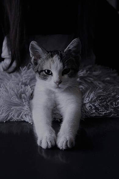 Nalah participe au concours pour gagner de l'argent avec cette photo : carnivore, cat, darkness, domestic_short_haired_cat, felidae, fur, grey, monochrome, monochrome_photography, night, paw, sitting, small_to_medium_sized_cats, snout, still_life_photography, tail, terrestrial_animal, whiskers