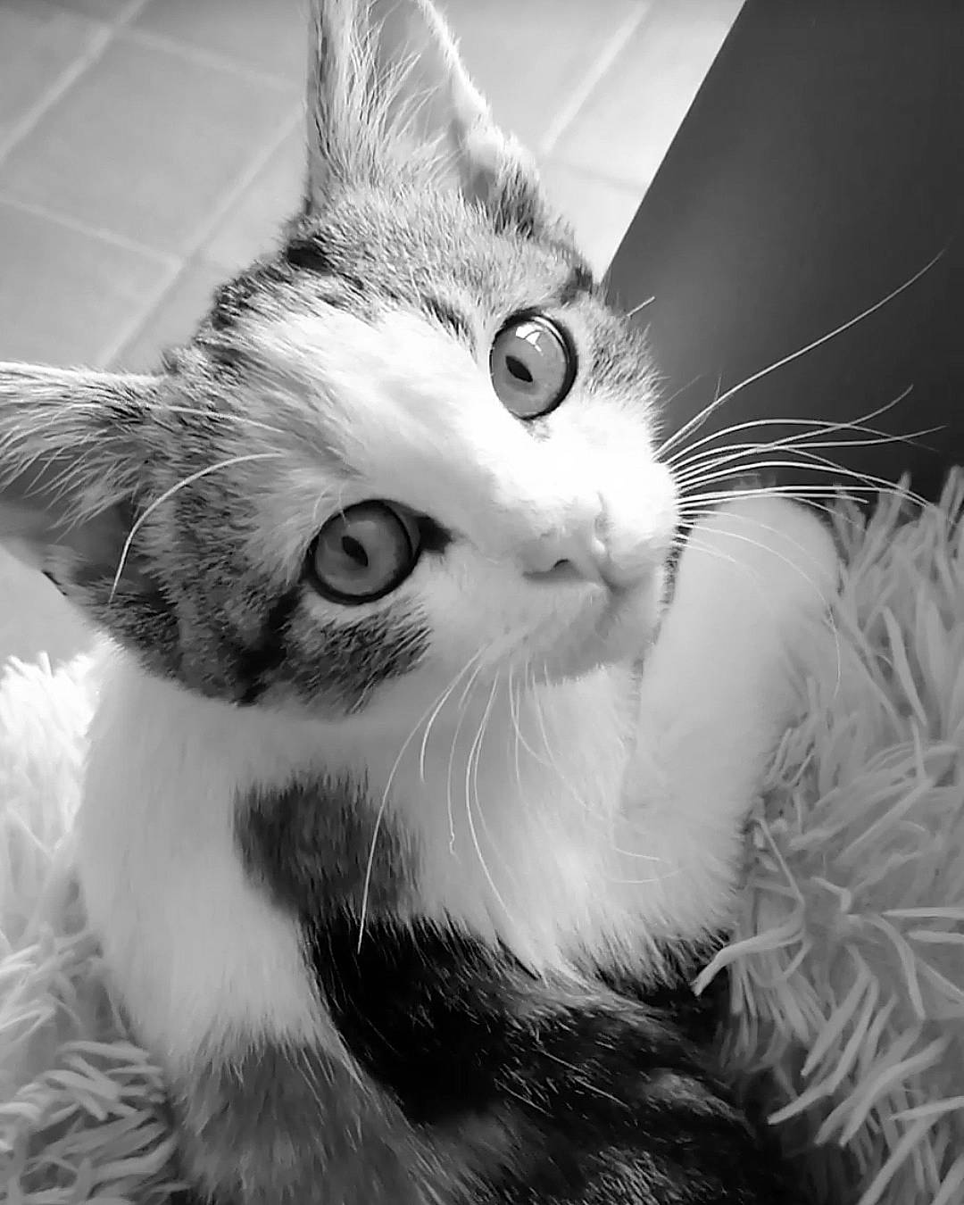 Nalah participe au concours pour gagner de l'argent avec cette photo : black_and_white, carnivore, cat, close_up, comfort, ear, eye, felidae, fur, hair, head, human_body, iris, monochrome, monochrome_photography, paw, small_to_medium_sized_cats, snout, style, whiskers