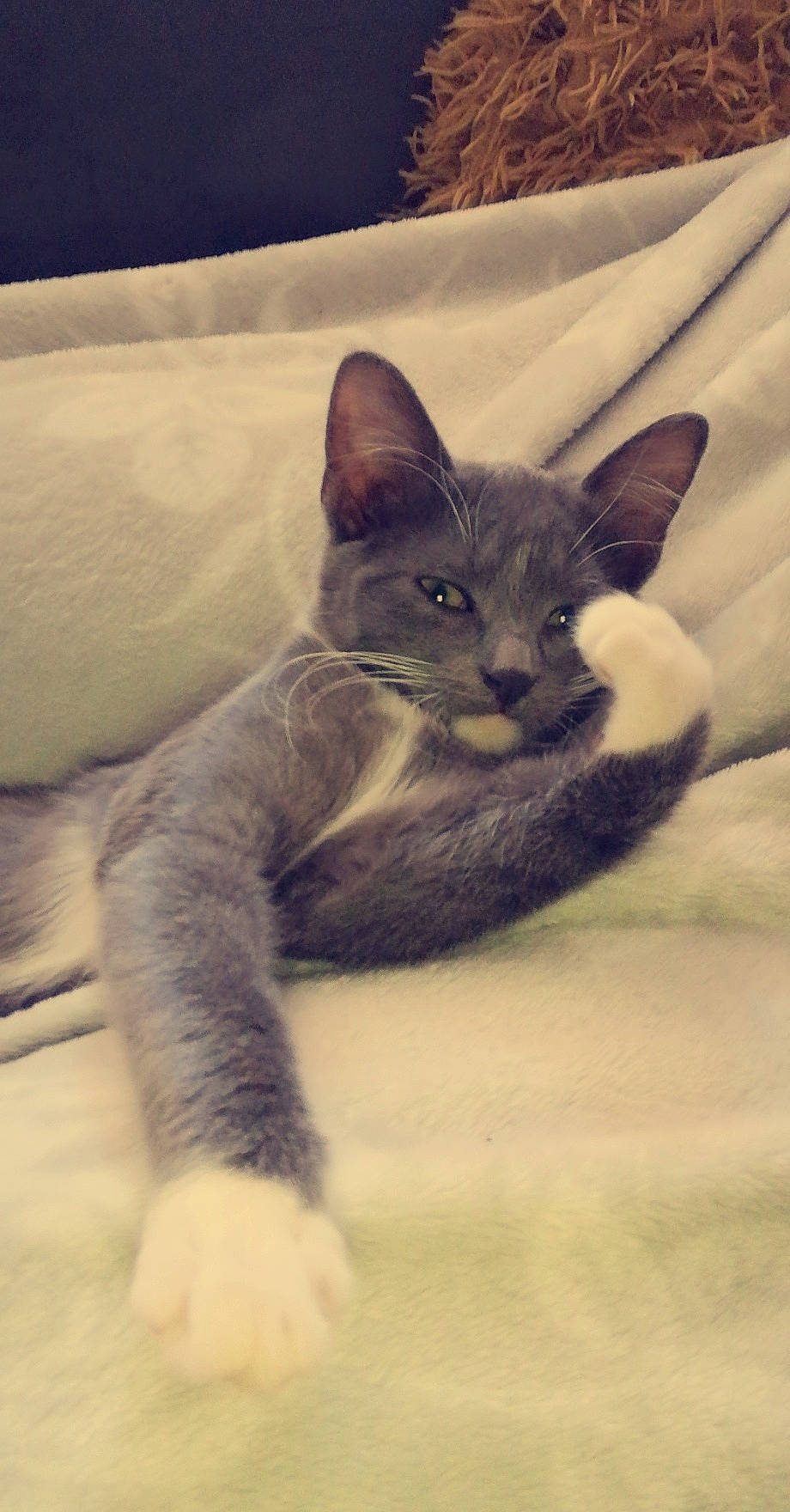 Grey participe au concours pour gagner de l'argent avec cette photo : black_cat, carnivore, cat, claw, comfort, domestic_short_haired_cat, felidae, fur, grey, linens, nap, paw, russian_blue, sitting, small_to_medium_sized_cats, snout, tail, terrestrial_animal, whiskers, window